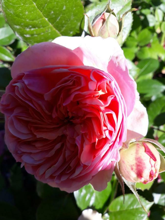 My Little Garden -Parking Gratuit 500M -Coeur Historique -La Clef De Honfleur Apartment Luaran gambar